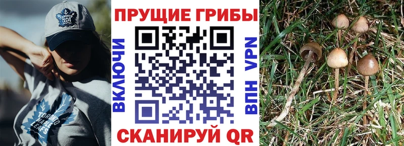 Галлюциногенные грибы Magic Shrooms  Котельниково 